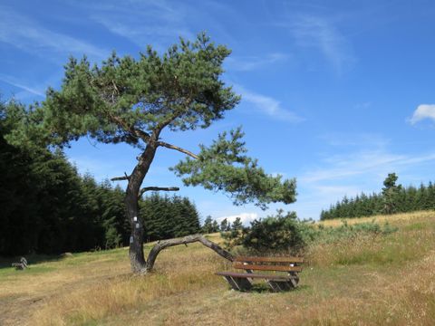 A single tree with a bench underneath in a heath landscape under a blue sky.