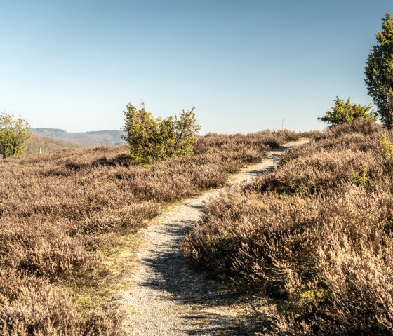 Ein schmaler Pfad schl&auml;ngelt sich durch eine Heidelandschaft mit Wacholderb&uuml;schen unter blauem Himmel., &copy; Eifel Tourismus GmbH, D. Ketz